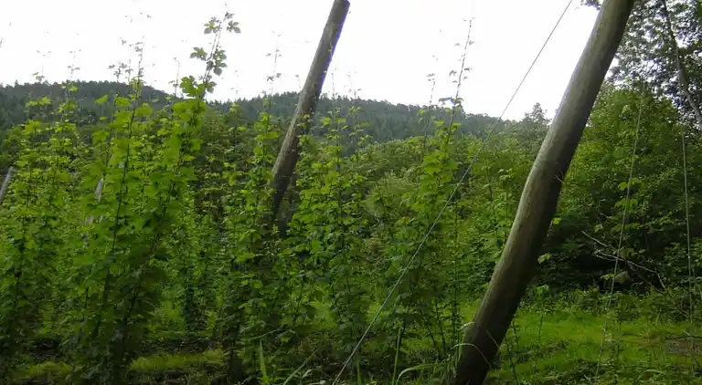 Ferienhaus in Rosport