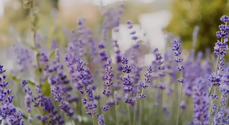 Ferienhaus in Rosport