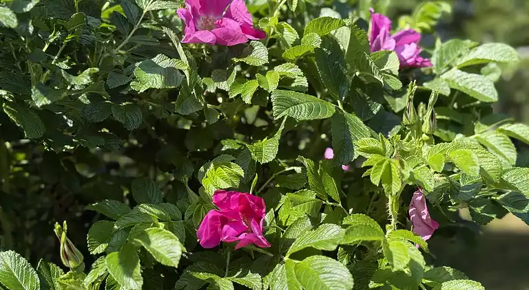 Semesterbostad i Ålbæk