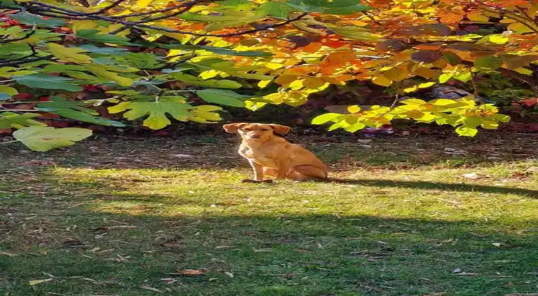 Hytte i Le Freney-d'Oisans