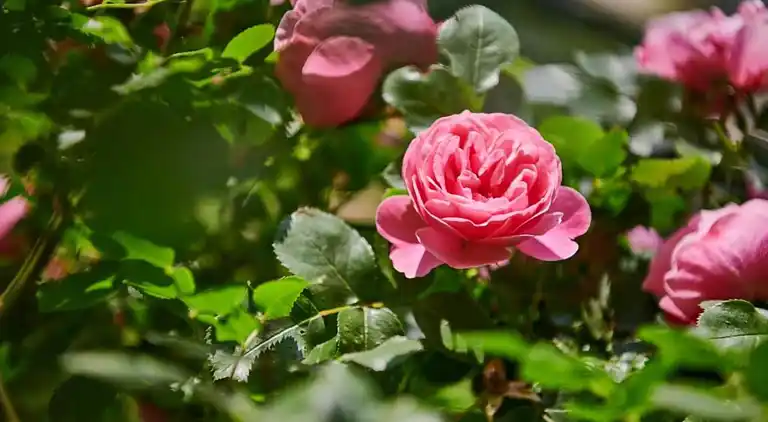 Hytte i Le Freney-d'Oisans