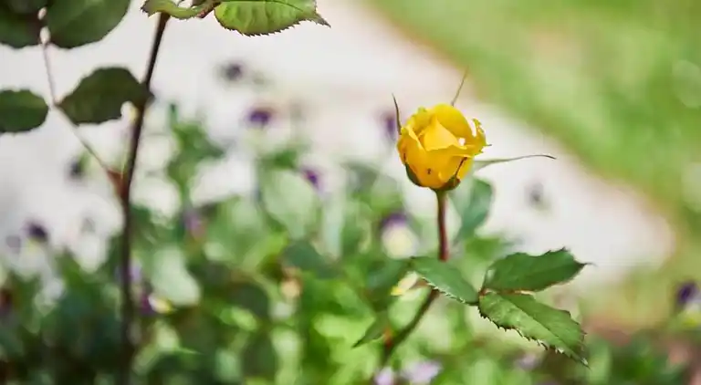 Hytte i Le Freney-d'Oisans