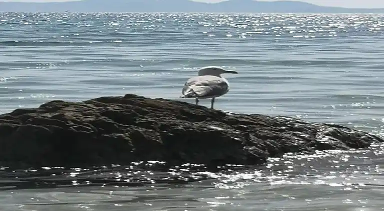 Villa in Cavalaire-sur-Mer