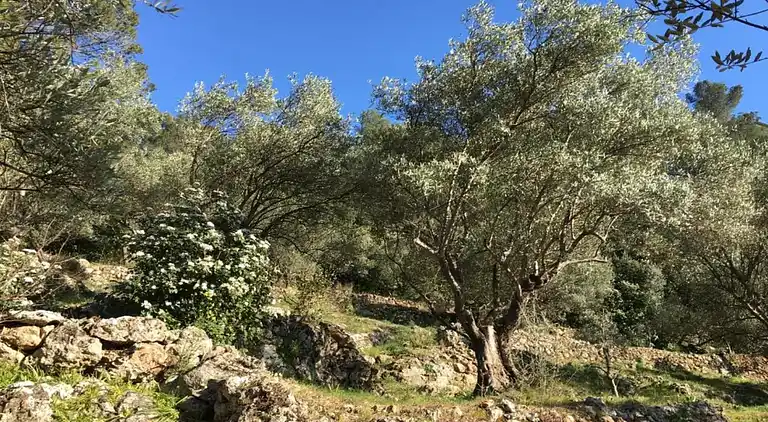 Hytte i Solliès-Pont