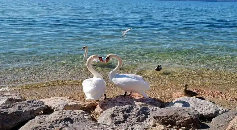 Vakantiehuis in Lazise