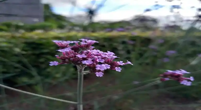 Sommerhus i Bévercé