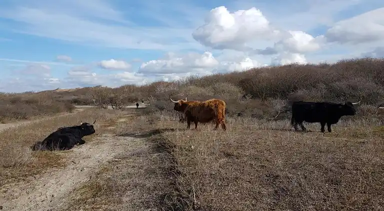 Apartment in Vissershaven