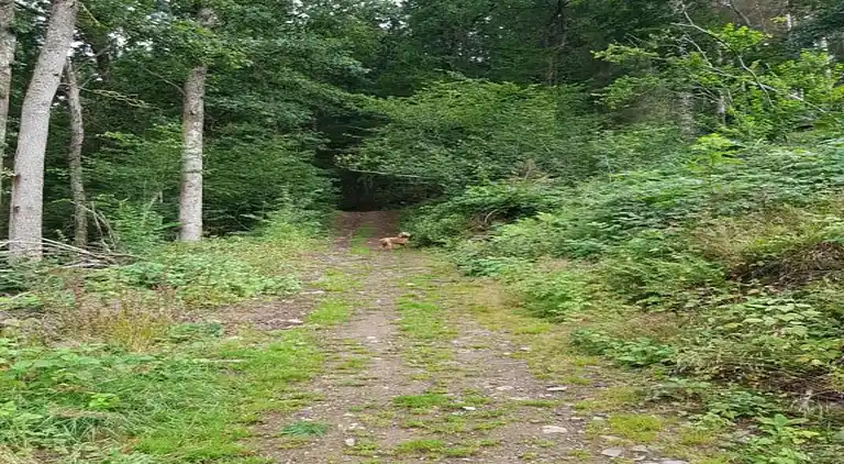 Holiday home in Martelange