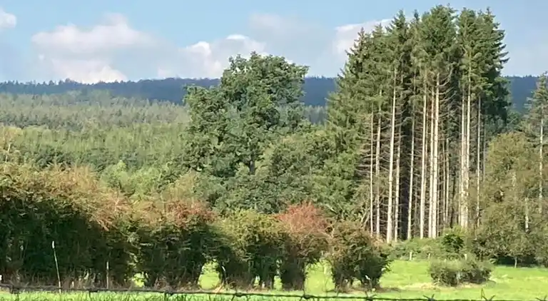 Sommerhus i Bertogne