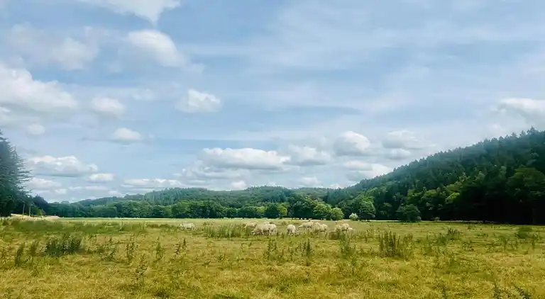 Sommerhus i Bertogne
