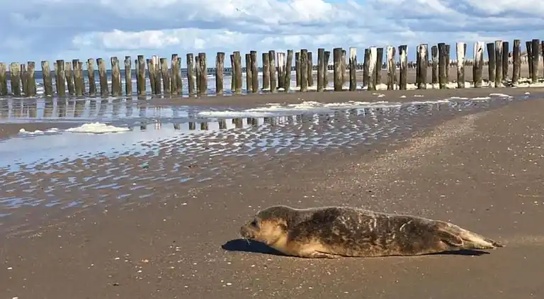 Ferienwohnung in Domburg