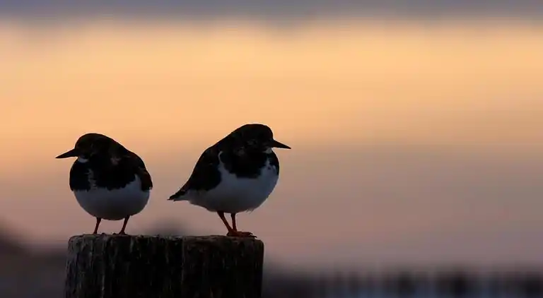 Apartamento en Domburgo