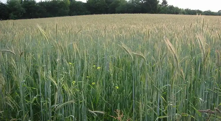 Ferienhaus in Bemelen