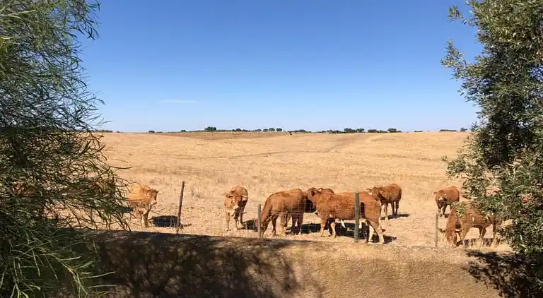 Farm house in São Sebastião da Giesteira