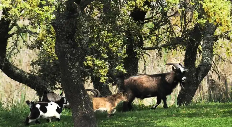 Farm house in São Sebastião da Giesteira