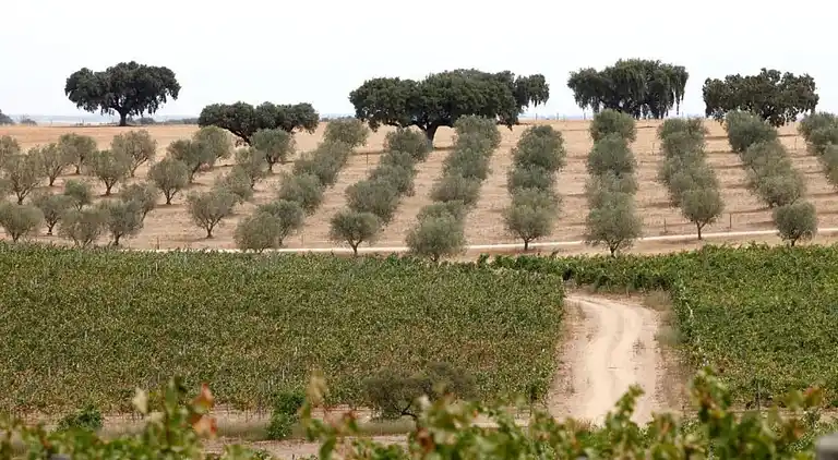 Farm house in São Sebastião da Giesteira