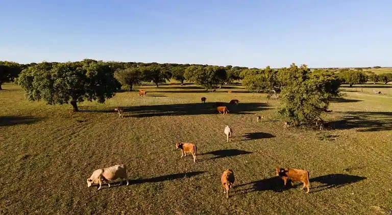 Farm house in São Sebastião da Giesteira