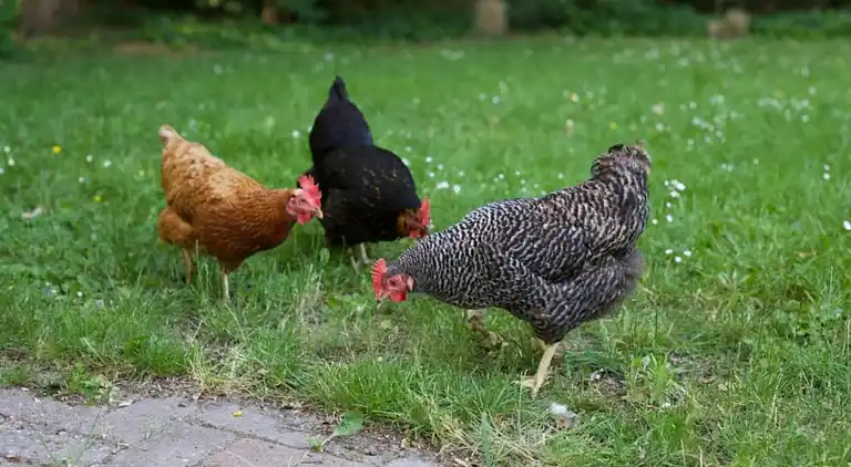 Sommerhus i Heinkenszand