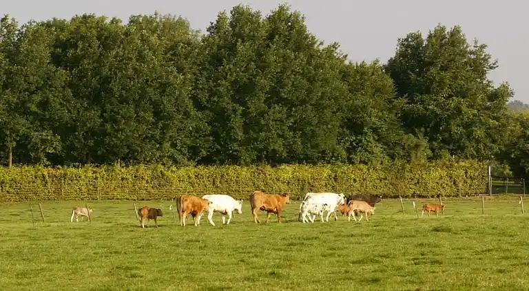 Ferienhaus in Bemelen