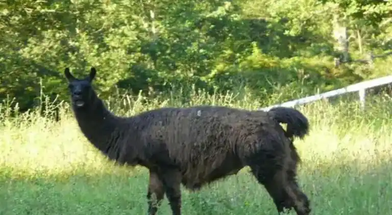 Ferielejlighed i Bonloc