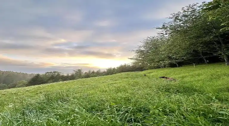 Ferielejlighed i Herrischried