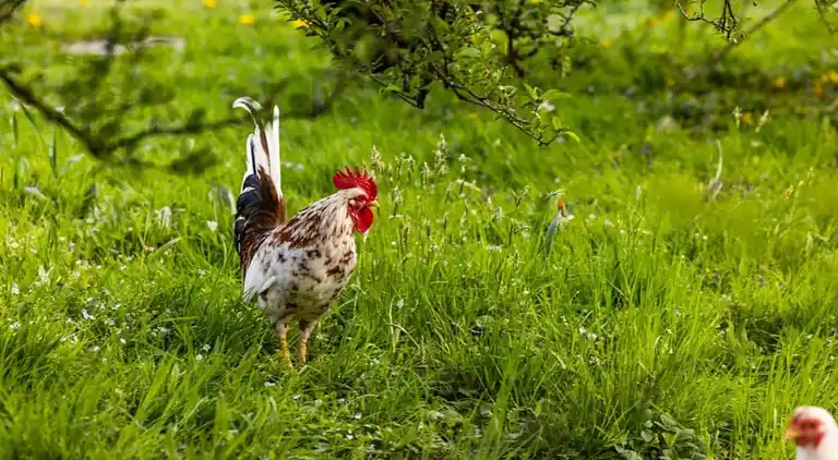 Apartment in Schönau am Königssee