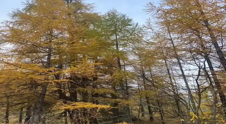 Sommerhus i Oignies-en-Thiérache