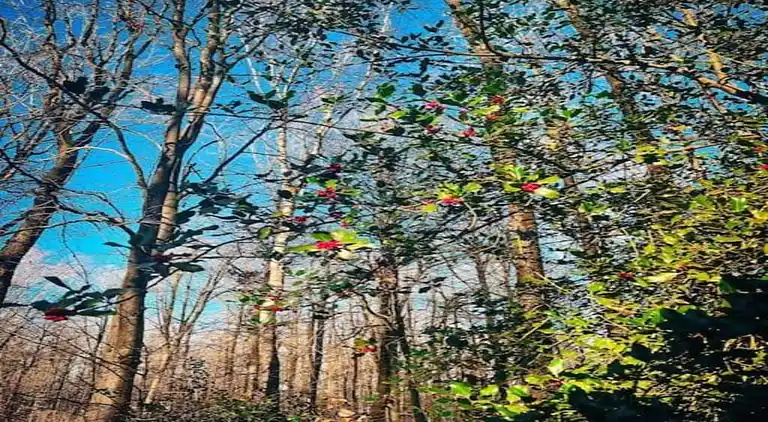 Bungalow i Oignies-en-Thiérache