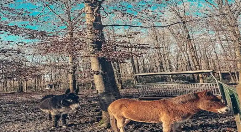 Bungalow i Oignies-en-Thiérache