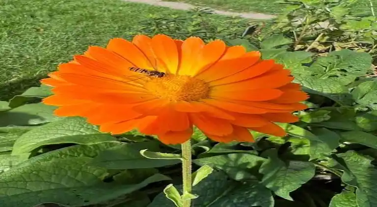 Bungalow i Oignies-en-Thiérache