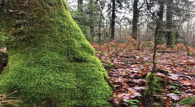 Sommerhus i Oignies-en-Thiérache