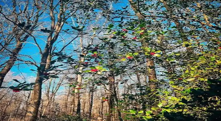 Hytte i Oignies-en-Thiérache