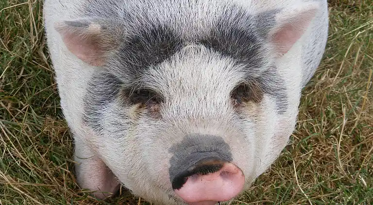 Villa in Hippolytushoef