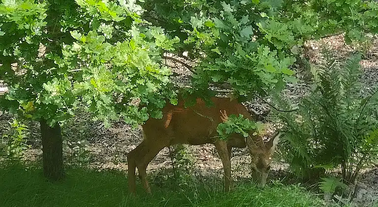 Hyggeligt, ugeneret og tæt på stranden i Lyngsbæk