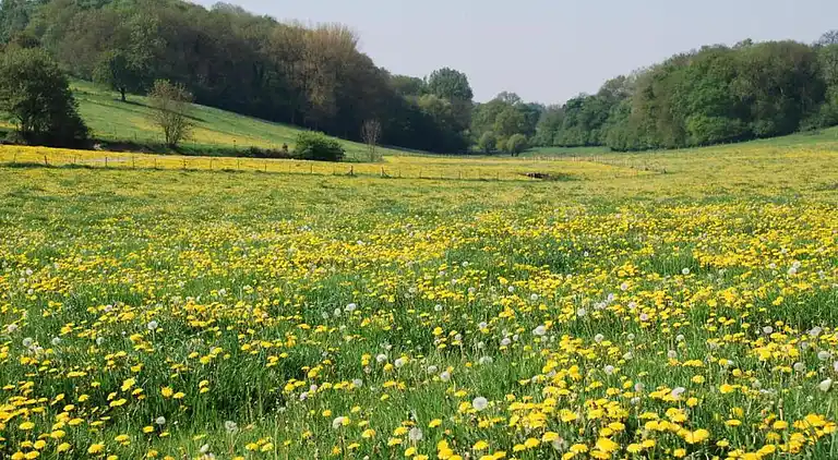 Vakantiehuis in Reijmerstok