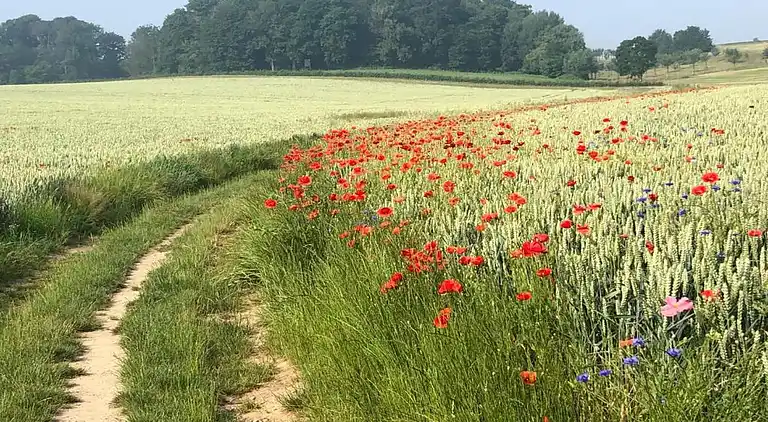 Vakantiehuis in Reijmerstok