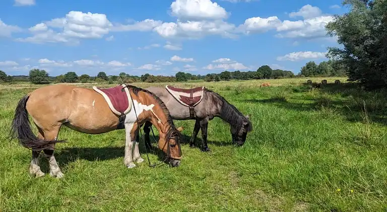 Bungalow  i Plasmolen