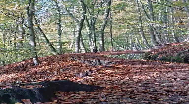 vakantiehuis in Plasmolen