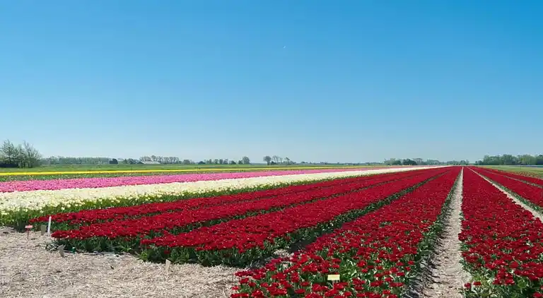 Semesterbostad i Groet