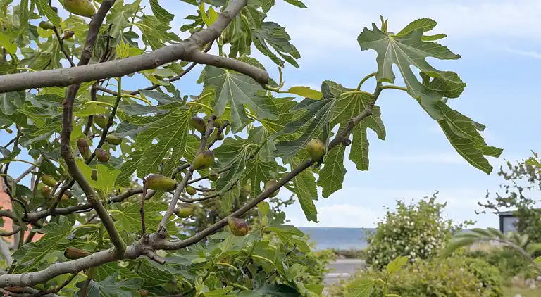 Dejlig ferielejlighed i Sandvig