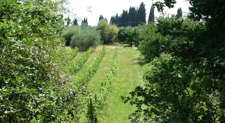 Apartment in Peccioli