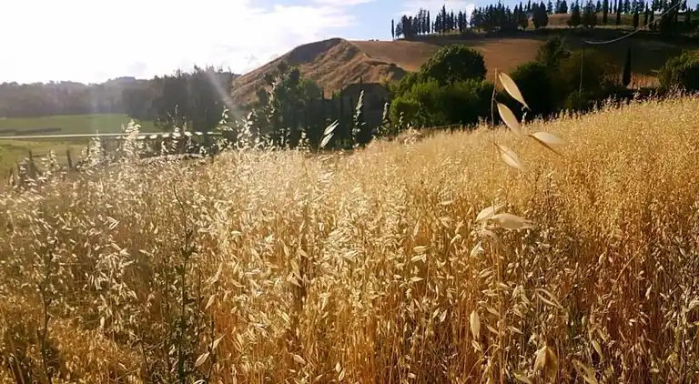Apartment in Peccioli