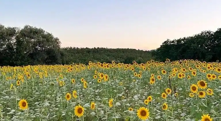 Appartamento in Barberino Tavarnelle