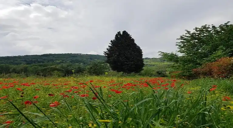 Apartment in Barberino Tavarnelle