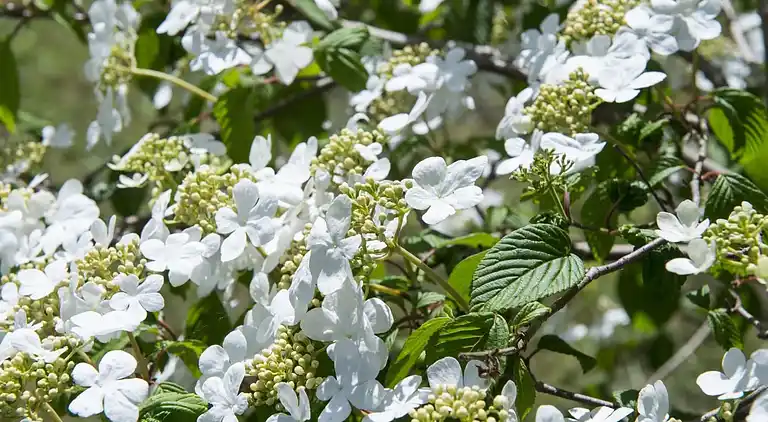 Péniche au Loosdrecht
