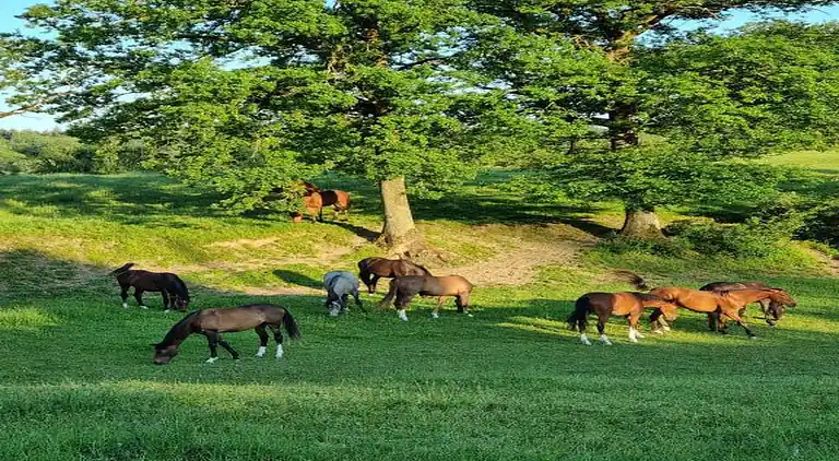 Ferienhaus in Barvaux-sur-Ourthe