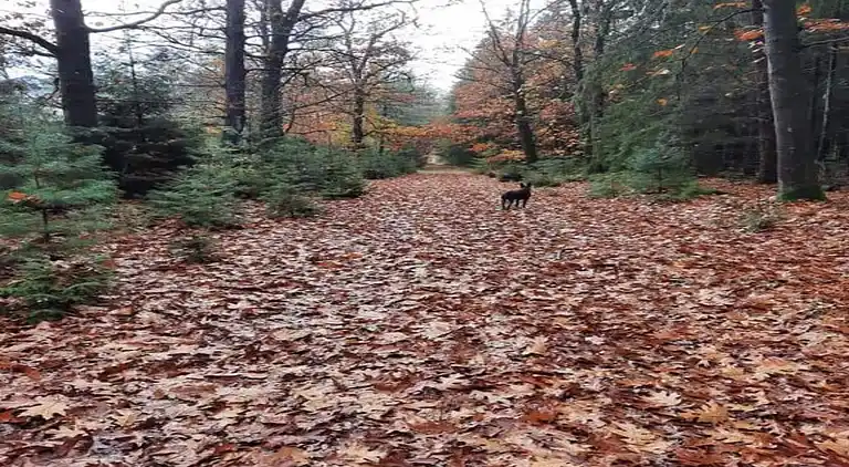Semesterbostad i Borger