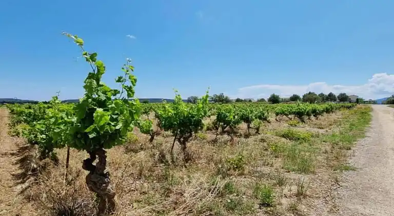 Villa in Languedoc-Roussillon
