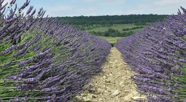 Villa i Bagnols-sur-Cèze