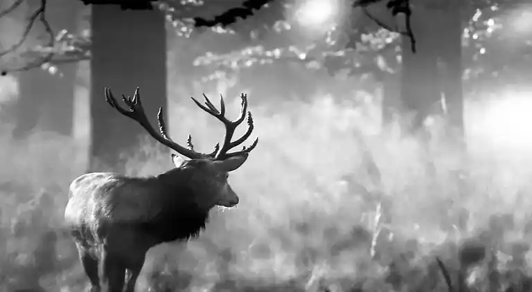 Sommerhus i La Roche-en-Ardenne